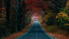 road nature Trees fall outdoors asphalt