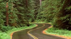 Road Park Washington lush olympic winding National