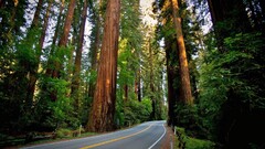 road sequoias redwood nature landscape forest