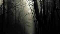 Road throw forest monochrome