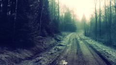 road Trees forest mist dirty forest clearing path nature mud
