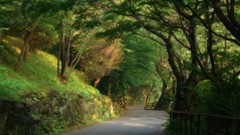 Roads architecture forests