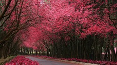 Roads blossom