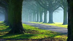 Roads forests Great forest