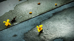 Roads hardscapes daffodils yellow