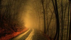 Roads Trees autumn forests