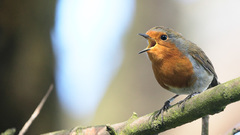 Robin Birds Animals bird