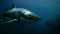Robots fish Sharks underwater
