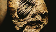 Rock fossil object macro