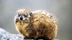 Rock hyrax klipdas cute