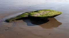 Rock moss water beach