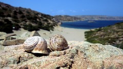 Rocks Beaches seashells depth of field