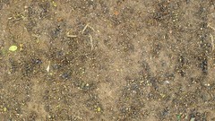 Rocks brown Textures dirt