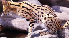 Rocks outdoors serval Spotted