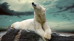 Rocks Polar Bears polar