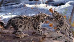 Rocks snow leopards feline