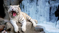 Rocks tongue yawns water