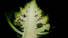 Romanesco high