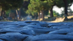 Rome street Italy roads antique italia roma Appia Antica