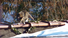 Rooftop puss on ice