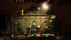 Room aquarium funny 3d