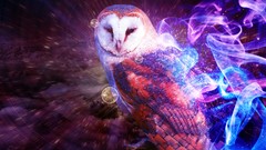 Room Birds abstract colors multicolor Owls