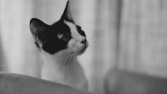Room black and white cats monochrome