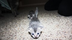 Room carpet cats Kittens blue eyes