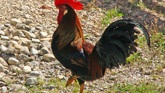 Rooster Animals Birds bird