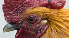 Rooster Profile high bird