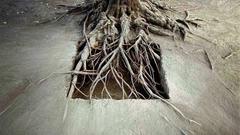 Root sculpture high Resolution nils