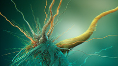 Root strange object thing