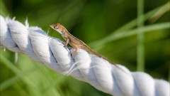 Ropes lizards depth of field