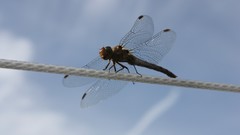 Ropes skyscapes Dragonflies insects