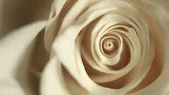 Rose high Resolution