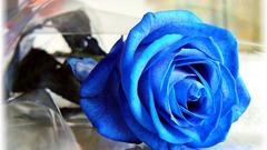 Rose rosa Flowers fleur