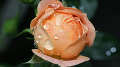 Rose roses wet bloom have anyone does