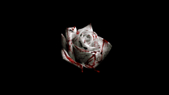 Rose white blood 1680x1050 saved