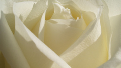 Rose white color flower