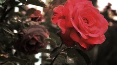 Roses