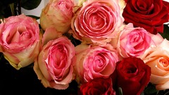 Roses