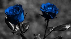 Roses blue flowers selective coloring