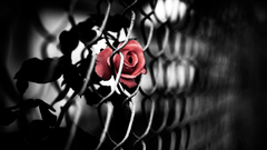 Roses Chain Link Fence depth of field selective coloring