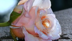 Roses colors water drops