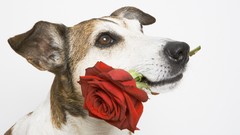 Roses Dogs