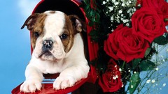 Roses english bulldog mail