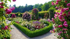 Roses germany Garden