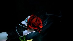 Roses hands