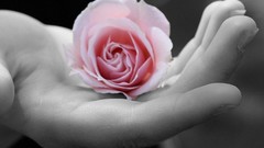 Roses hands pink flowers selective coloring color splash