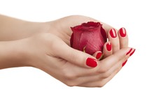 Roses hands white background